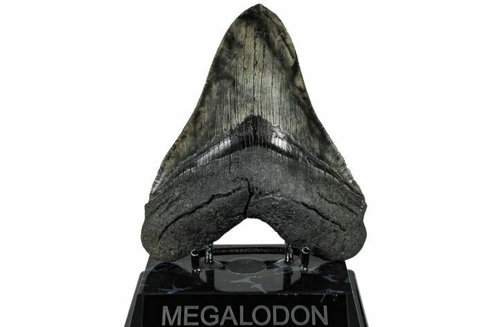 Serrated, Fossil Megalodon Tooth - Beautiful Meg #310395